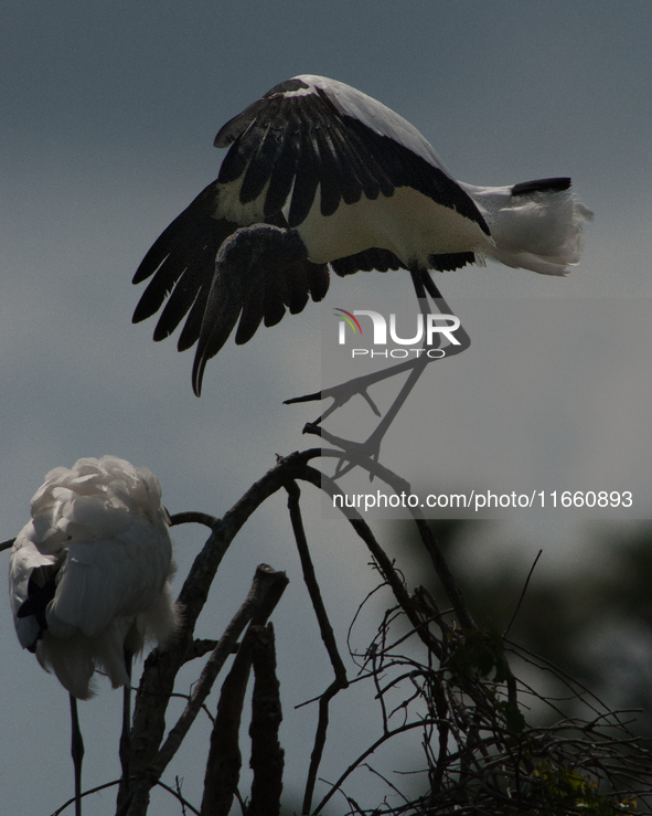 The wood stork (Mycteria americana) is a large wading bird in the family Ciconiidae. The wood stork is native to the subtropics and tropics...