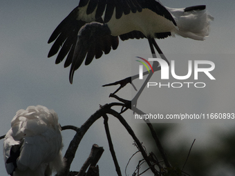 The wood stork (Mycteria americana) is a large wading bird in the family Ciconiidae. The wood stork is native to the subtropics and tropics...