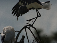 The wood stork (Mycteria americana) is a large wading bird in the family Ciconiidae. The wood stork is native to the subtropics and tropics...