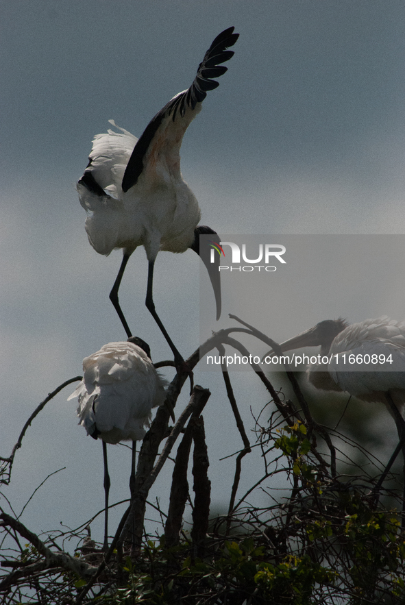 The wood stork (Mycteria americana) is a large wading bird in the family Ciconiidae. The wood stork is native to the subtropics and tropics...