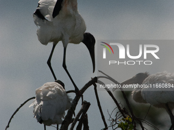 The wood stork (Mycteria americana) is a large wading bird in the family Ciconiidae. The wood stork is native to the subtropics and tropics...