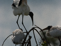 The wood stork (Mycteria americana) is a large wading bird in the family Ciconiidae. The wood stork is native to the subtropics and tropics...