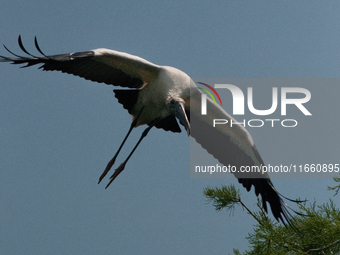 The wood stork (Mycteria americana) is a large wading bird in the family Ciconiidae. The wood stork is native to the subtropics and tropics...