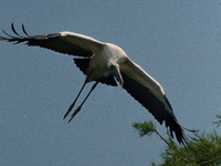 The wood stork (Mycteria americana) is a large wading bird in the family Ciconiidae. The wood stork is native to the subtropics and tropics...