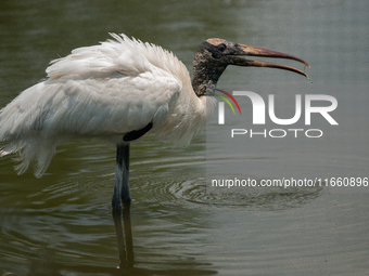 The wood stork (Mycteria americana) is a large wading bird in the family Ciconiidae. The wood stork is native to the subtropics and tropics...