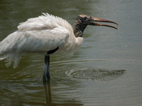 The wood stork (Mycteria americana) is a large wading bird in the family Ciconiidae. The wood stork is native to the subtropics and tropics...