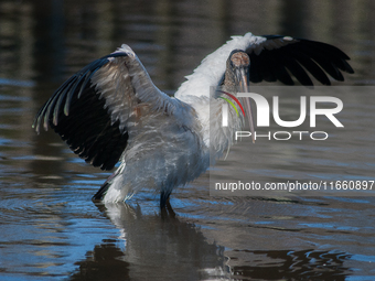 The wood stork (Mycteria americana) is a large wading bird in the family Ciconiidae. The wood stork is native to the subtropics and tropics...