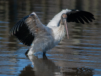 The wood stork (Mycteria americana) is a large wading bird in the family Ciconiidae. The wood stork is native to the subtropics and tropics...