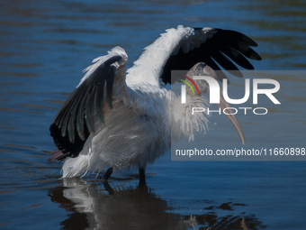 The wood stork (Mycteria americana) is a large wading bird in the family Ciconiidae. The wood stork is native to the subtropics and tropics...