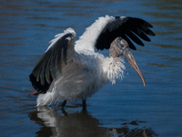 The wood stork (Mycteria americana) is a large wading bird in the family Ciconiidae. The wood stork is native to the subtropics and tropics...