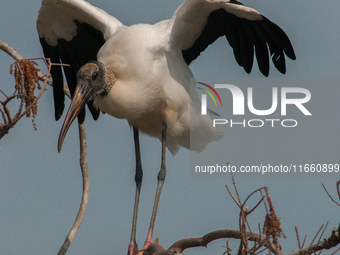 The wood stork (Mycteria americana) is a large wading bird in the family Ciconiidae. The wood stork is native to the subtropics and tropics...