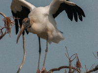 The wood stork (Mycteria americana) is a large wading bird in the family Ciconiidae. The wood stork is native to the subtropics and tropics...