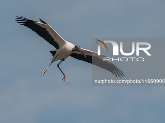 The wood stork (Mycteria americana) is a large wading bird in the family Ciconiidae. The wood stork is native to the subtropics and tropics...