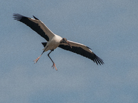 The wood stork (Mycteria americana) is a large wading bird in the family Ciconiidae. The wood stork is native to the subtropics and tropics...