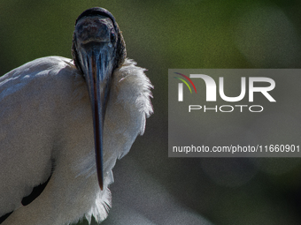 The wood stork (Mycteria americana) is a large wading bird in the family Ciconiidae. The wood stork is native to the subtropics and tropics...