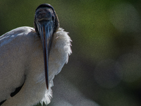 The wood stork (Mycteria americana) is a large wading bird in the family Ciconiidae. The wood stork is native to the subtropics and tropics...