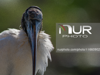 The wood stork (Mycteria americana) is a large wading bird in the family Ciconiidae. The wood stork is native to the subtropics and tropics...