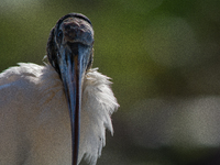 The wood stork (Mycteria americana) is a large wading bird in the family Ciconiidae. The wood stork is native to the subtropics and tropics...