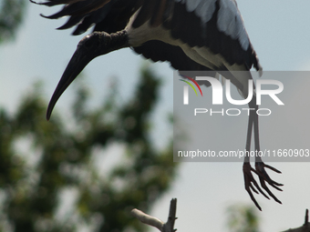 The wood stork (Mycteria americana) is a large wading bird in the family Ciconiidae. The wood stork is native to the subtropics and tropics...