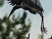 The wood stork (Mycteria americana) is a large wading bird in the family Ciconiidae. The wood stork is native to the subtropics and tropics...