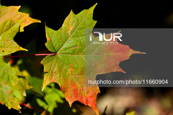 Colorful maple leaves appear during the autumn season in Markham, Ontario, Canada, on October 12, 2024. 