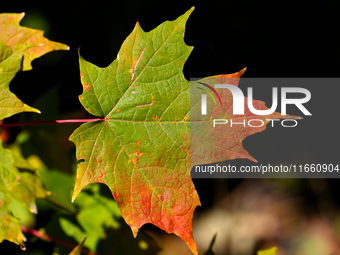 Colorful maple leaves appear during the autumn season in Markham, Ontario, Canada, on October 12, 2024. (