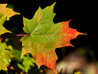 Colorful maple leaves appear during the autumn season in Markham, Ontario, Canada, on October 12, 2024. (