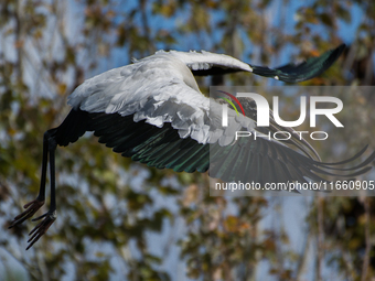 The wood stork (Mycteria americana) is a large wading bird in the family Ciconiidae. The wood stork is native to the subtropics and tropics...