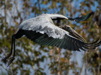 The wood stork (Mycteria americana) is a large wading bird in the family Ciconiidae. The wood stork is native to the subtropics and tropics...