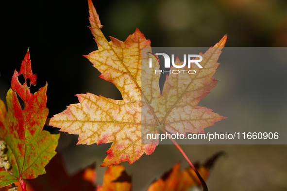 Colorful maple leaves appear during the autumn season in Markham, Ontario, Canada, on October 12, 2024. 