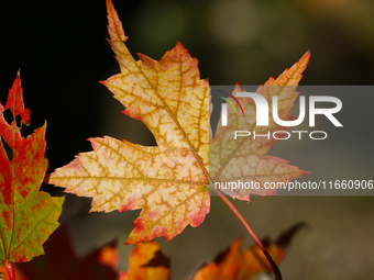 Colorful maple leaves appear during the autumn season in Markham, Ontario, Canada, on October 12, 2024. (