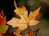 Colorful maple leaves appear during the autumn season in Markham, Ontario, Canada, on October 12, 2024. (