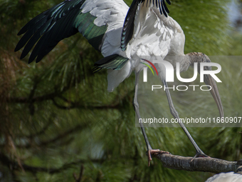 The wood stork (Mycteria americana) is a large wading bird in the family Ciconiidae. The wood stork is native to the subtropics and tropics...