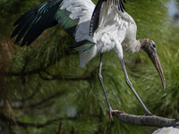 The wood stork (Mycteria americana) is a large wading bird in the family Ciconiidae. The wood stork is native to the subtropics and tropics...