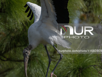 The wood stork (Mycteria americana) is a large wading bird in the family Ciconiidae. The wood stork is native to the subtropics and tropics...