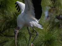 The wood stork (Mycteria americana) is a large wading bird in the family Ciconiidae. The wood stork is native to the subtropics and tropics...