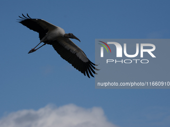 The wood stork (Mycteria americana) is a large wading bird in the family Ciconiidae. The wood stork is native to the subtropics and tropics...