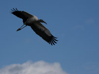 The wood stork (Mycteria americana) is a large wading bird in the family Ciconiidae. The wood stork is native to the subtropics and tropics...