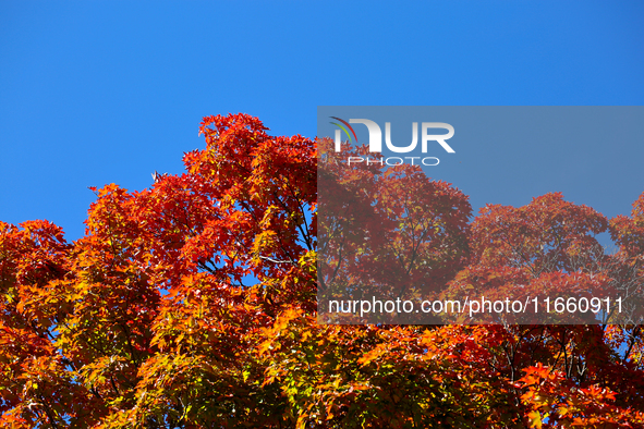 Colorful maple leaves appear during the autumn season in Markham, Ontario, Canada, on October 12, 2024. 