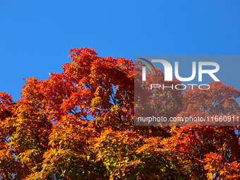 Colorful maple leaves appear during the autumn season in Markham, Ontario, Canada, on October 12, 2024. (