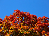 Colorful maple leaves appear during the autumn season in Markham, Ontario, Canada, on October 12, 2024. (