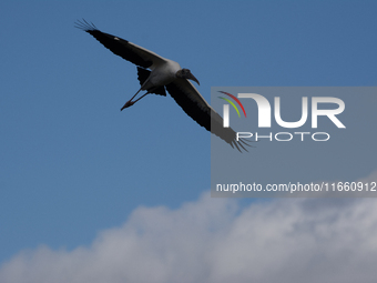 The wood stork (Mycteria americana) is a large wading bird in the family Ciconiidae. The wood stork is native to the subtropics and tropics...