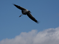 The wood stork (Mycteria americana) is a large wading bird in the family Ciconiidae. The wood stork is native to the subtropics and tropics...