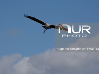 The wood stork (Mycteria americana) is a large wading bird in the family Ciconiidae. The wood stork is native to the subtropics and tropics...