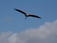 The wood stork (Mycteria americana) is a large wading bird in the family Ciconiidae. The wood stork is native to the subtropics and tropics...