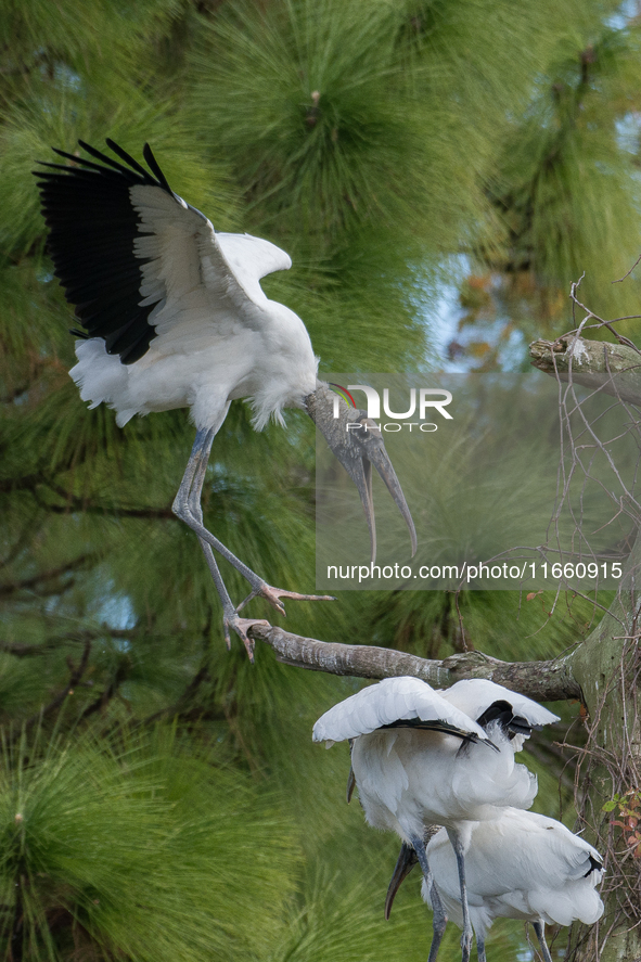 The wood stork (Mycteria americana) is a large wading bird in the family Ciconiidae. The wood stork is native to the subtropics and tropics...