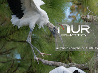 The wood stork (Mycteria americana) is a large wading bird in the family Ciconiidae. The wood stork is native to the subtropics and tropics...