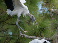 The wood stork (Mycteria americana) is a large wading bird in the family Ciconiidae. The wood stork is native to the subtropics and tropics...