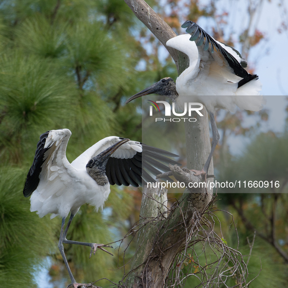 The wood stork (Mycteria americana) is a large wading bird in the family Ciconiidae. The wood stork is native to the subtropics and tropics...