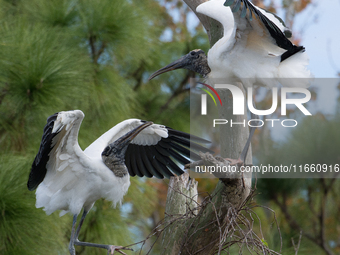 The wood stork (Mycteria americana) is a large wading bird in the family Ciconiidae. The wood stork is native to the subtropics and tropics...